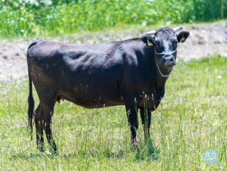 一头牛 （ CATTLE ）等他慢慢走到你家